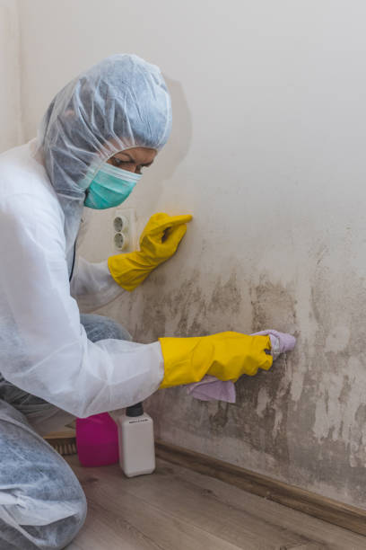 Environmental Consulting for Mold Prevention in Sunrise Beach Village, TX