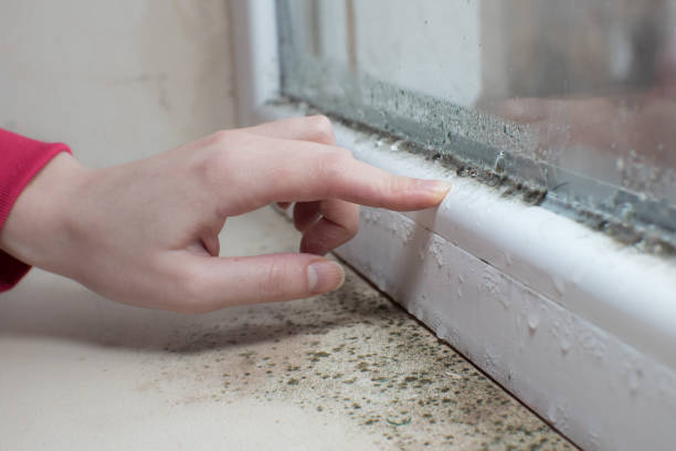 Professional Mold Removal in Sunrise Beach Village, TX